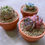 Thumbnail: Succulent Arrangement Gift