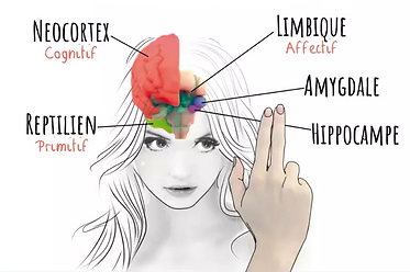 EMDR_le-cerveau.png