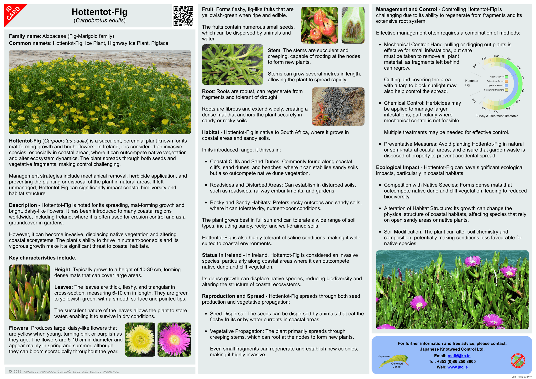 Hottentot-Fig - Carpobrotus edulis ID Card