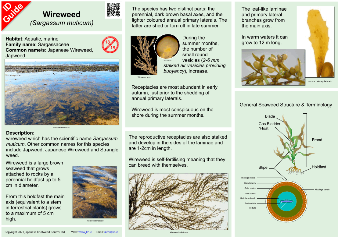 Wireweed - Sargassum muticum ID Guide