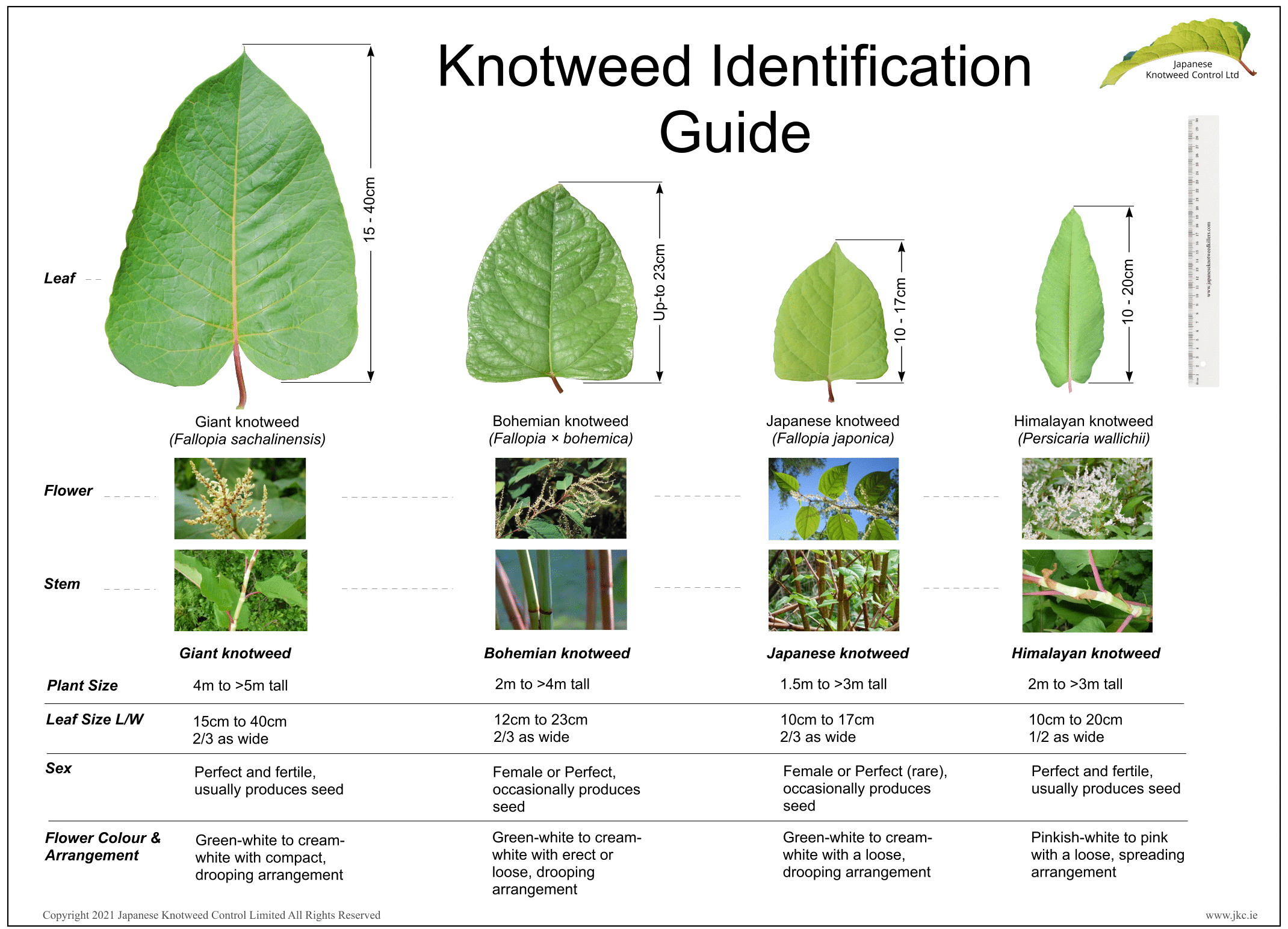 JKC - Knotweed Identification Guide V4 (Blk Text).gif