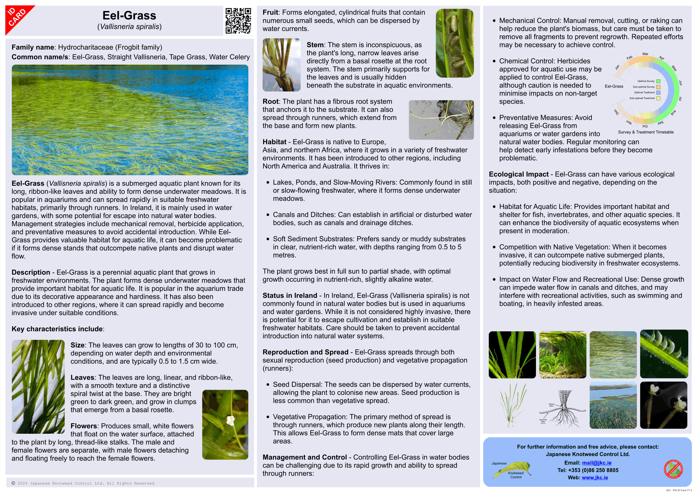 Eel-Grass - Vallisneria spiralis ID Card