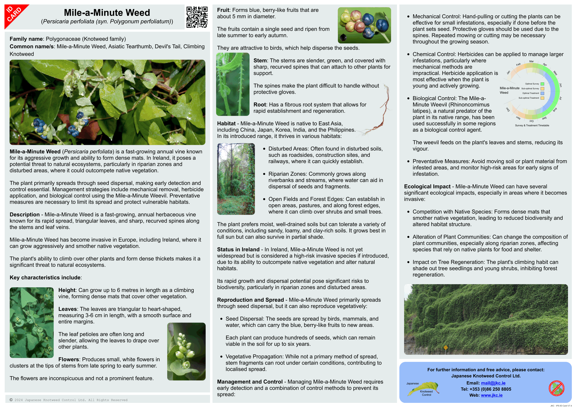 Mile-a-Minute Weed - Persicaria perfoliata ID Card