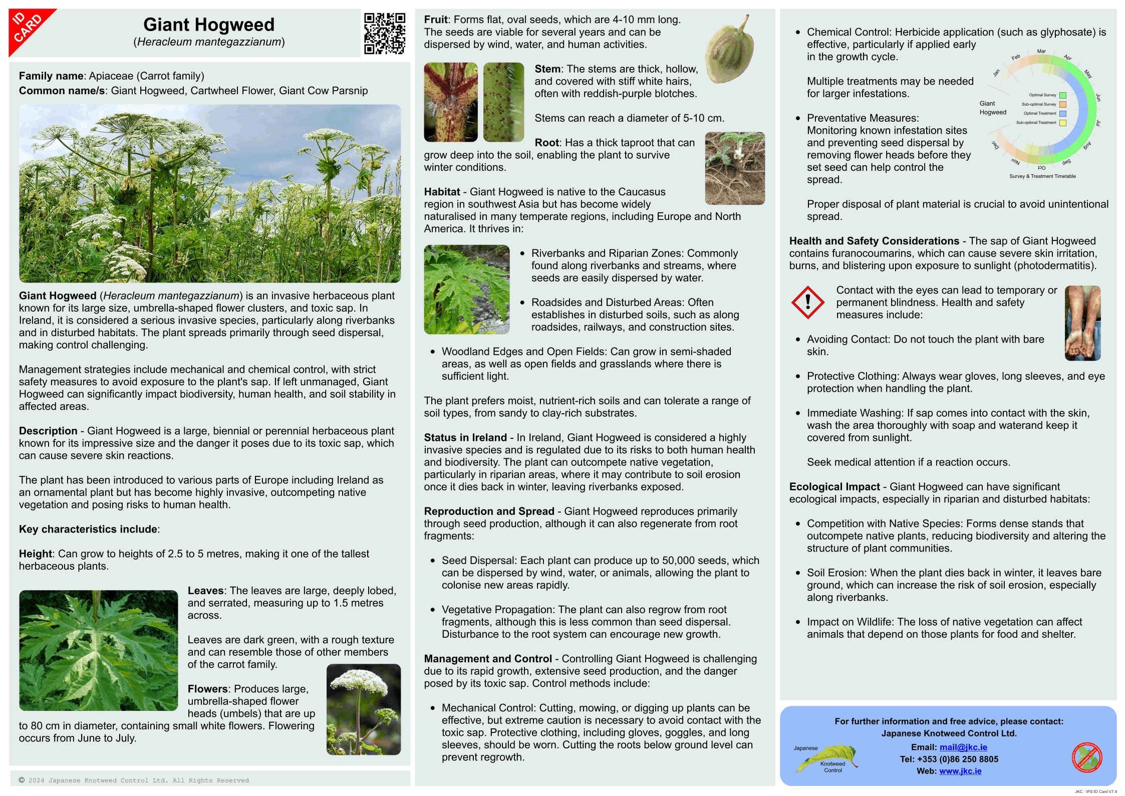 Giant Hogweed - Heracleum mantegazzianum ID Card