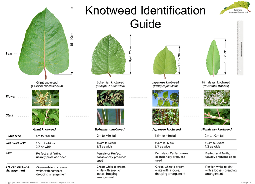JKC - Knotweed Identification Guide V4 (Blk Text)_edited.png