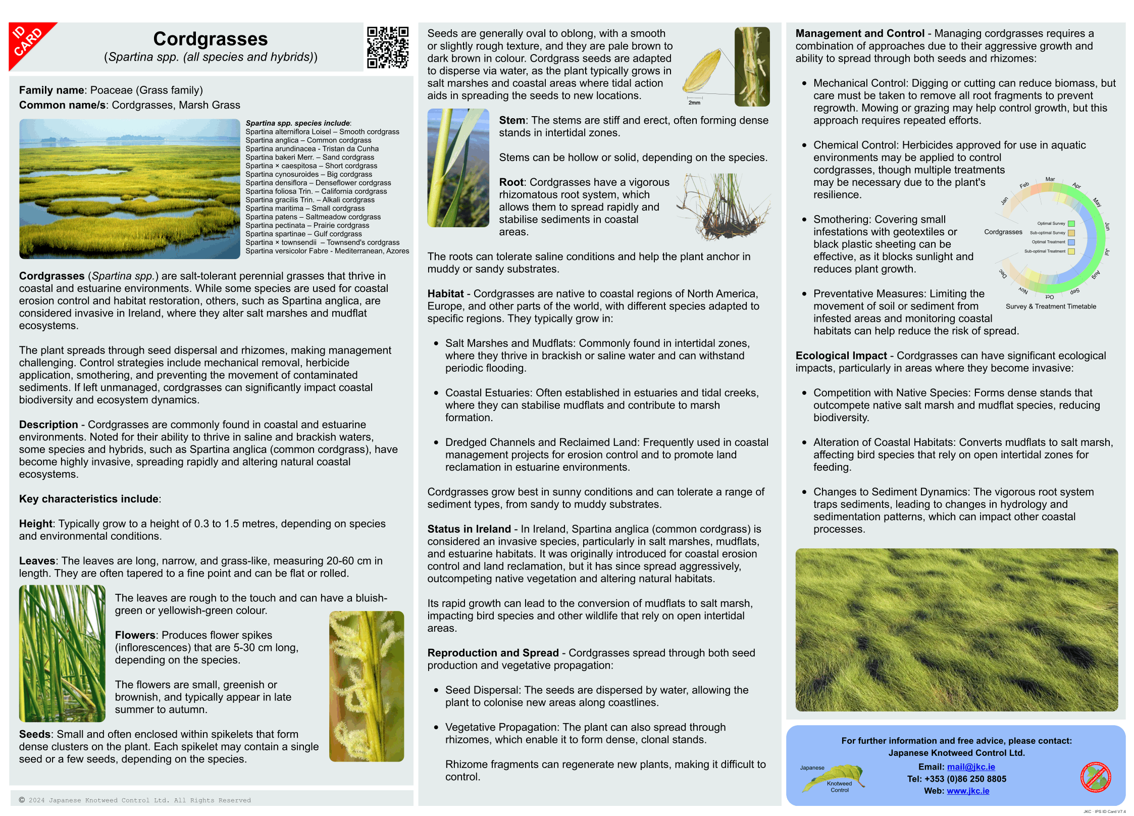 Cordgrasses - Spartina (all species and hybrids) ID Card