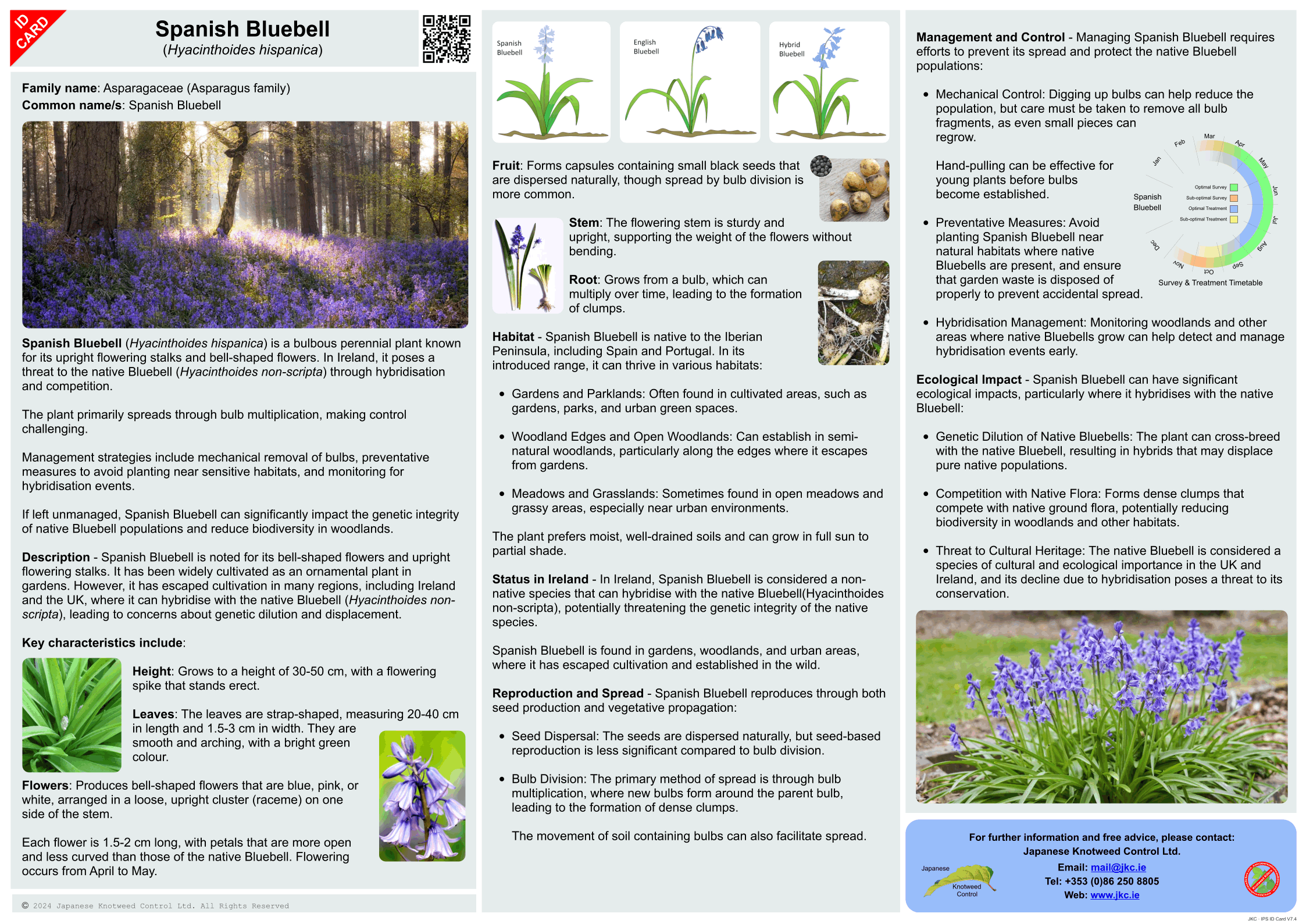 Spanish Bluebell - Hyacinthoides hispanica ID Card