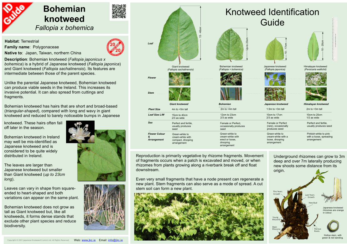 Bohemian knotweed - Fallopia x bohemica ID Guide V4.gif