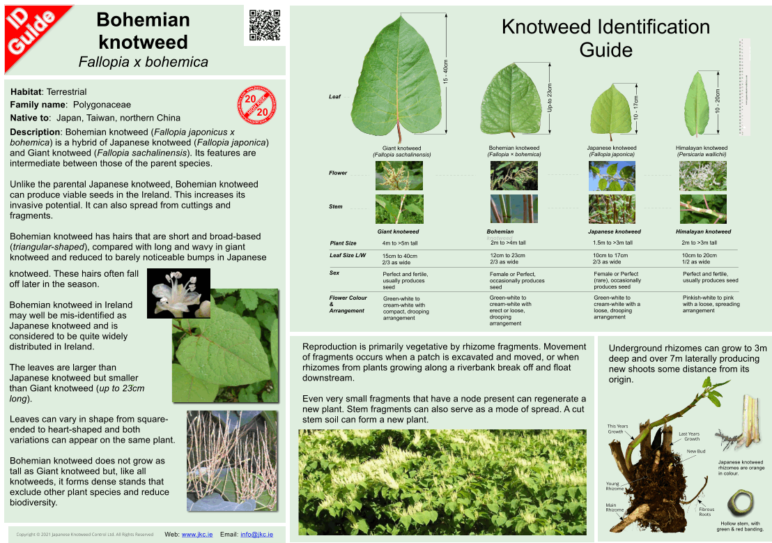 Bohemian knotweed - Fallopia x bohemica ID Guide V4.gif