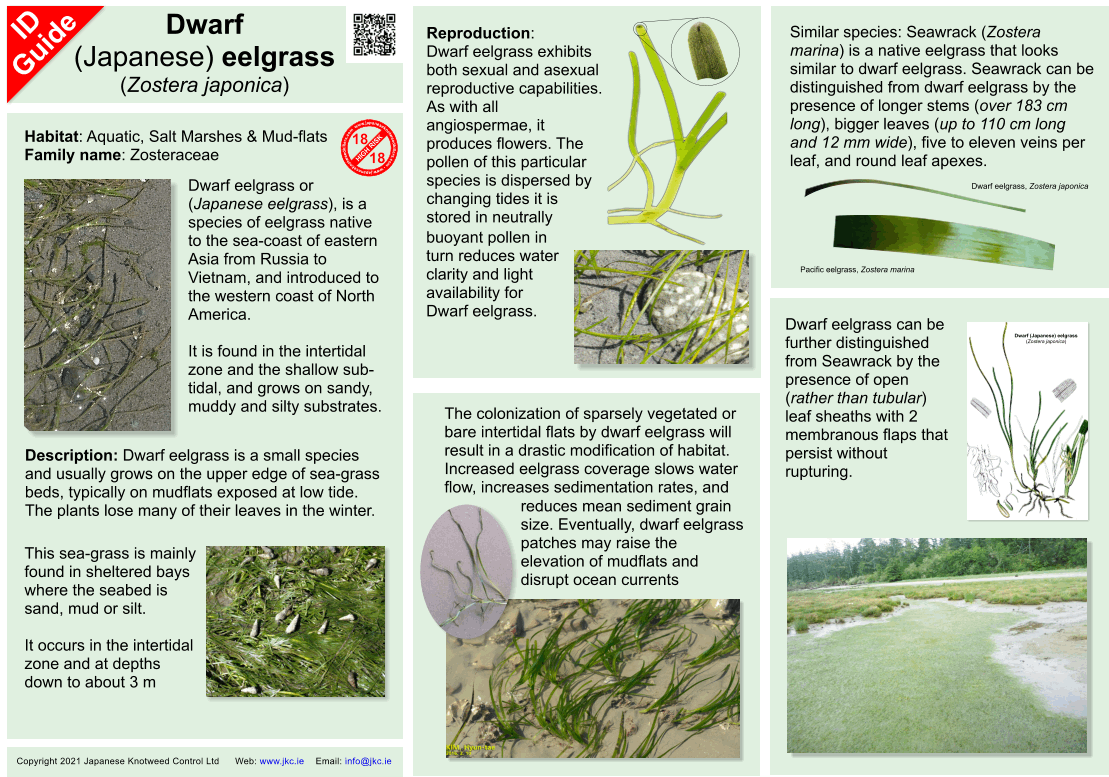 Dwarf Eelgrass - Zostera japonica - ID Guide ID Guide