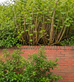 Established Japanese knotweed infestation growing behind a brick retaining wall, showing dense woody canes with fresh green shoots emerging during the growing season.