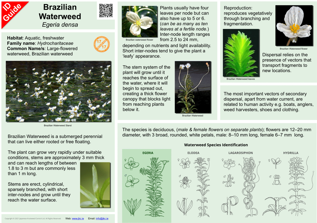 Brazilian Waterweed Egeria densa ID Guide V4