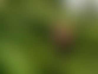 Can You Combine Japanese Knotweed Treatments? | Expert Guide
