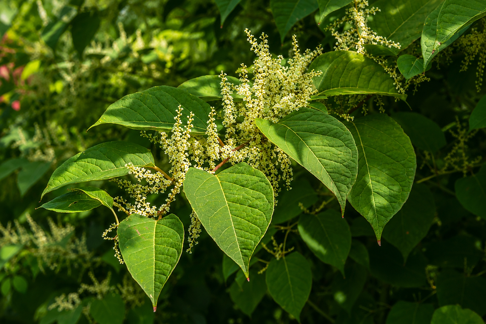 Japanese knotweed plant with large heart-shaped green leaves and clusters of small creamy-white flowers growing densely in natural vegetation during summer.