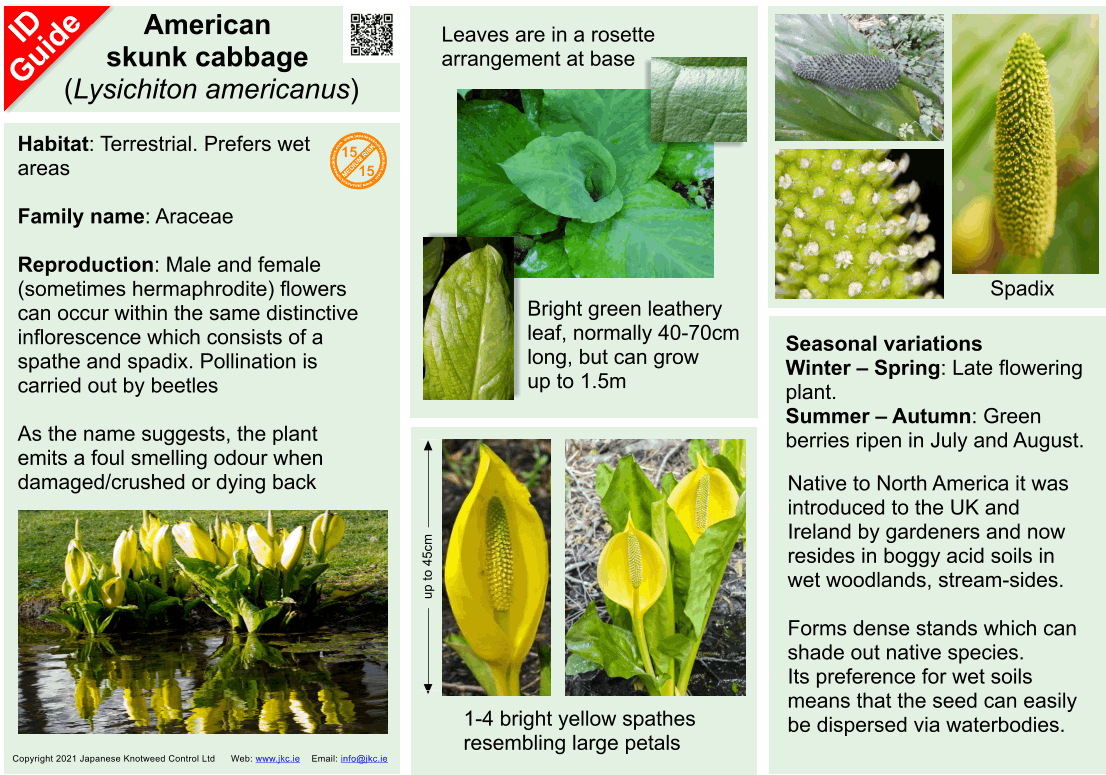 American skunk cabbage - Lysichiton americanus ID Guide V4.gif