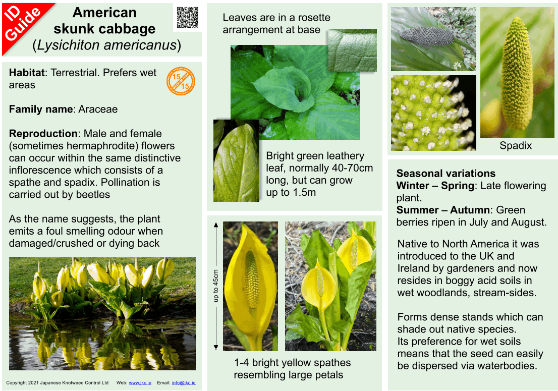 American skunk cabbage - Lysichiton americanus ID Guide V4.gif