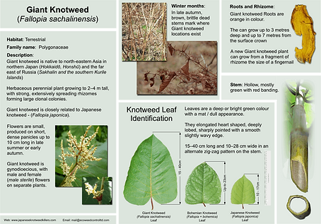 Giant Knotweed ID