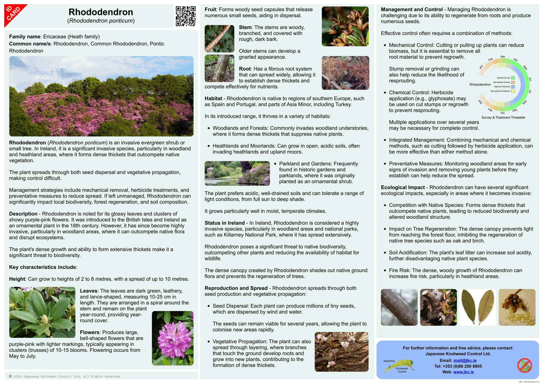 Rhododendron - Rhododendron ponticum ID Card