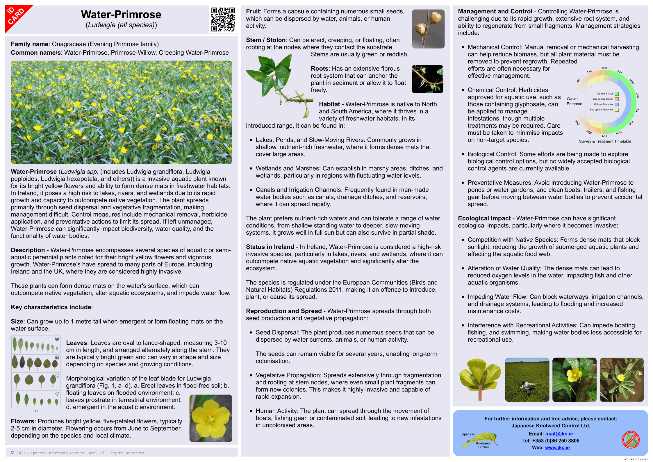 Water-Primrose (Ludwigia spp.) ID Card