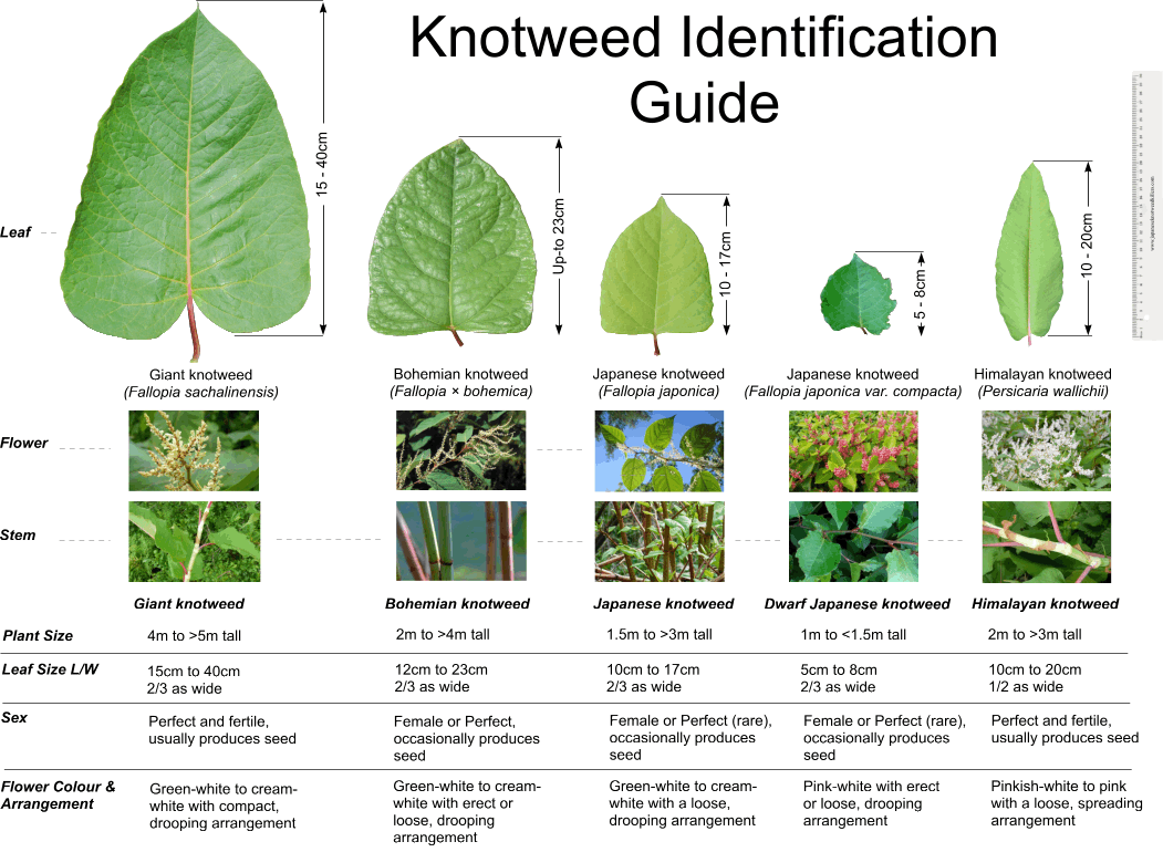Dwarf JK Leaf ID - Fallopia japonica var.