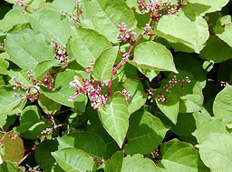 Dwarf Japanese Knotweed13.jpg