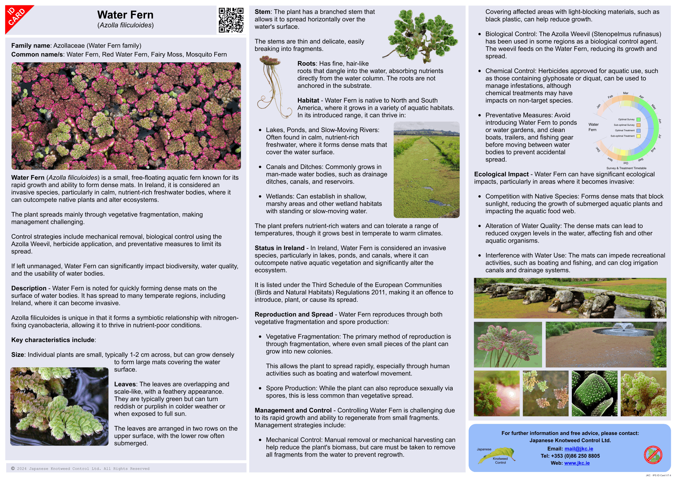 Water Fern - Azolla filiculoides ID Card