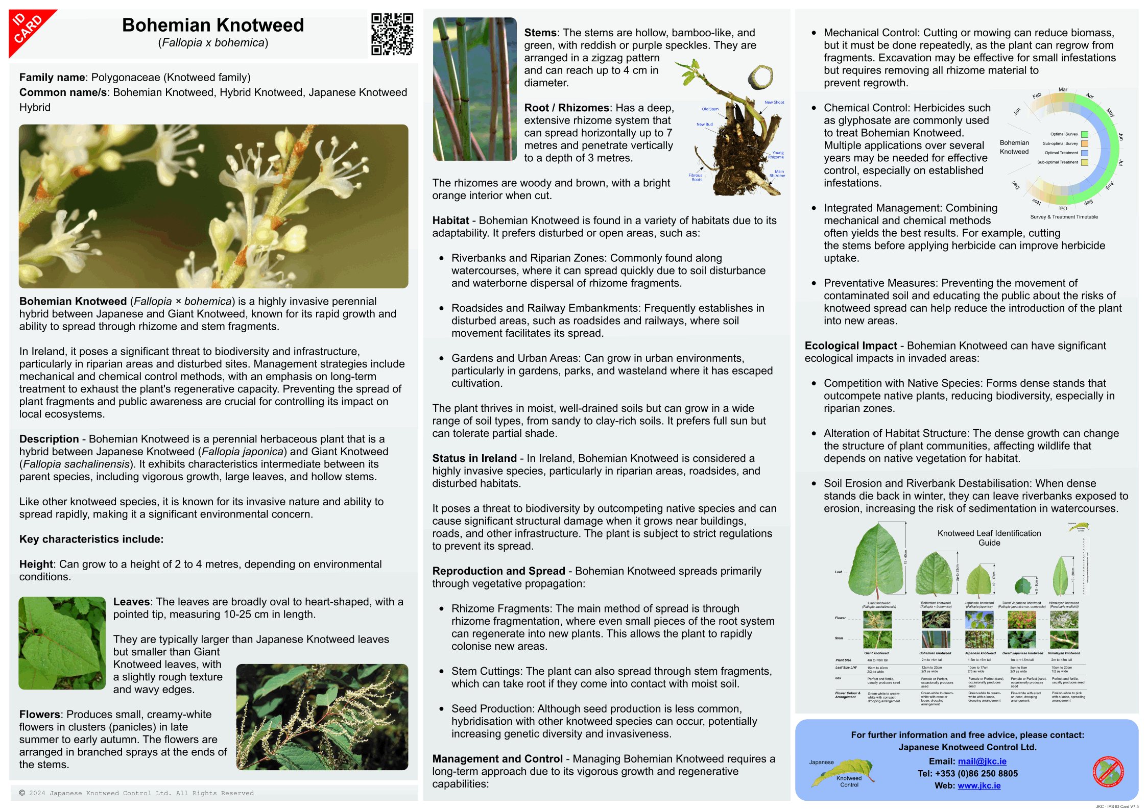 Bohemian knotweed - Fallopia x bohemica ID Card