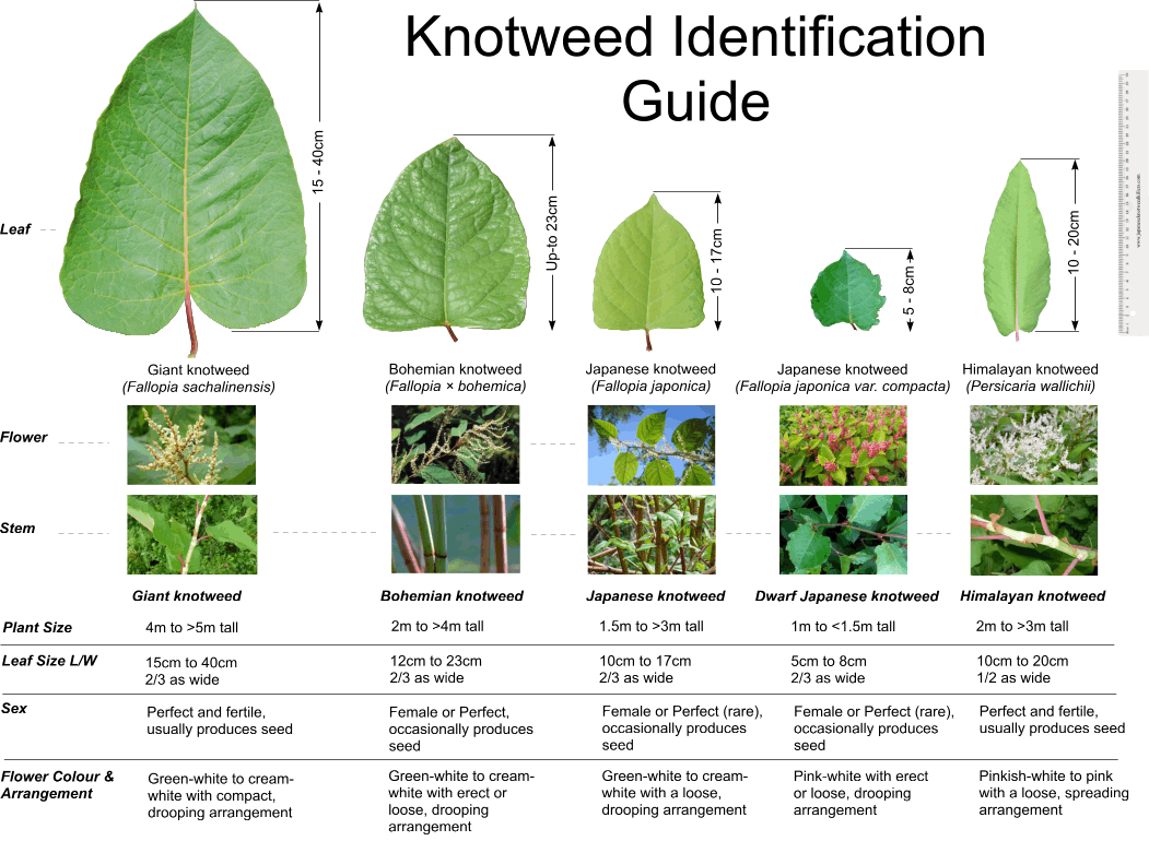 Dwarf JK Leaf ID - Fallopia japonica var. ID Guide