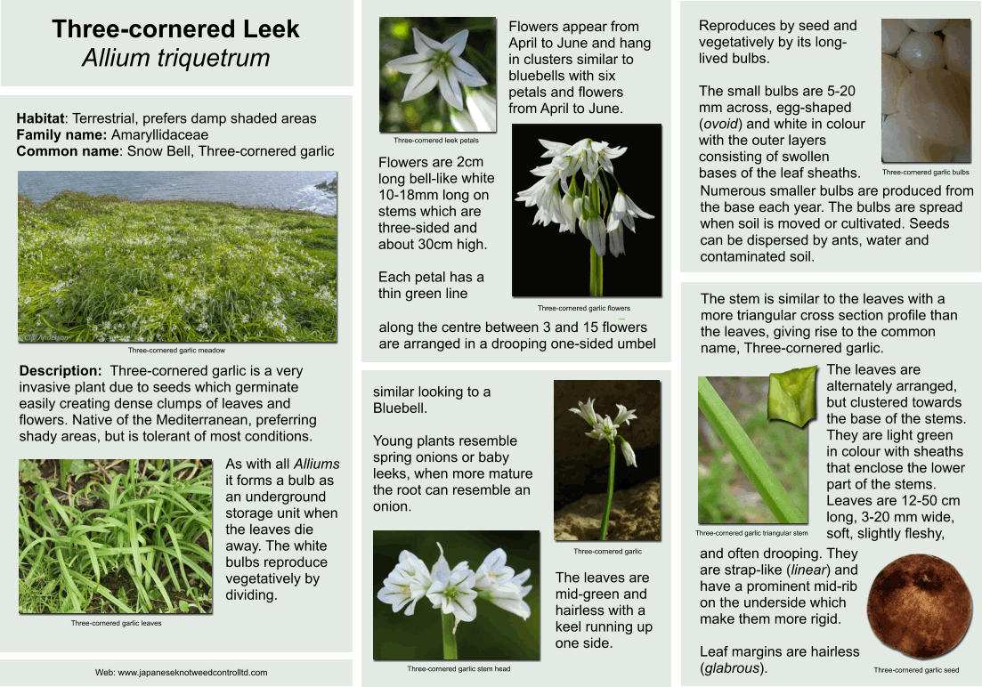 Three-cornered Leek - Allium triquetrum