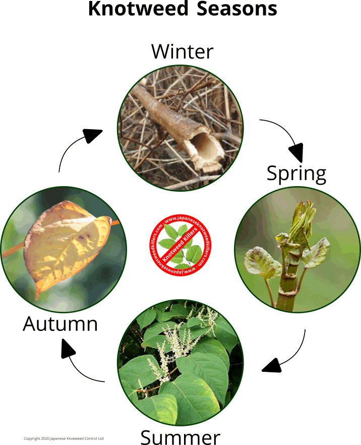 Knotweed Seasons