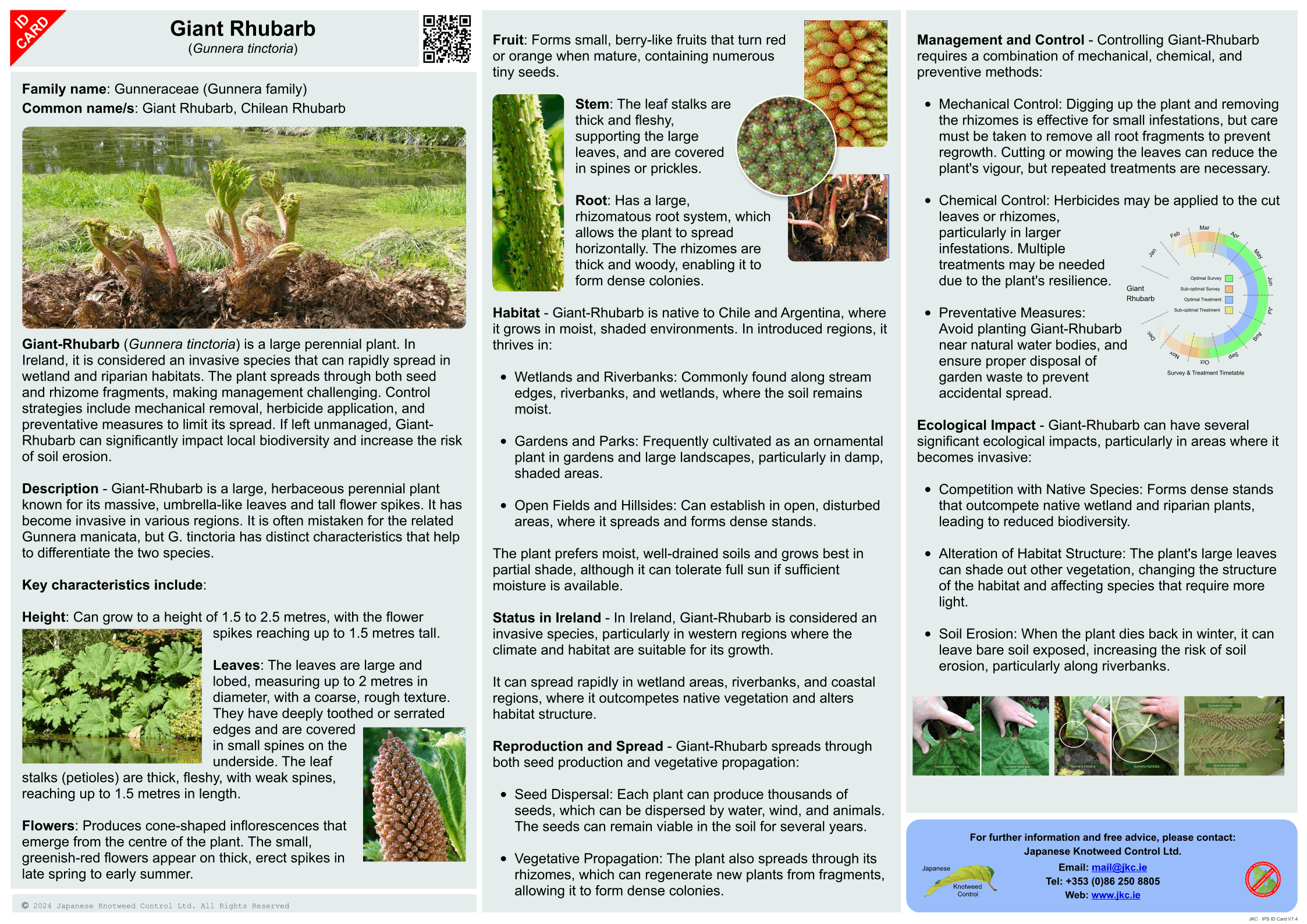 Giant Rhubarb - Gunnera tinctoria ID Card