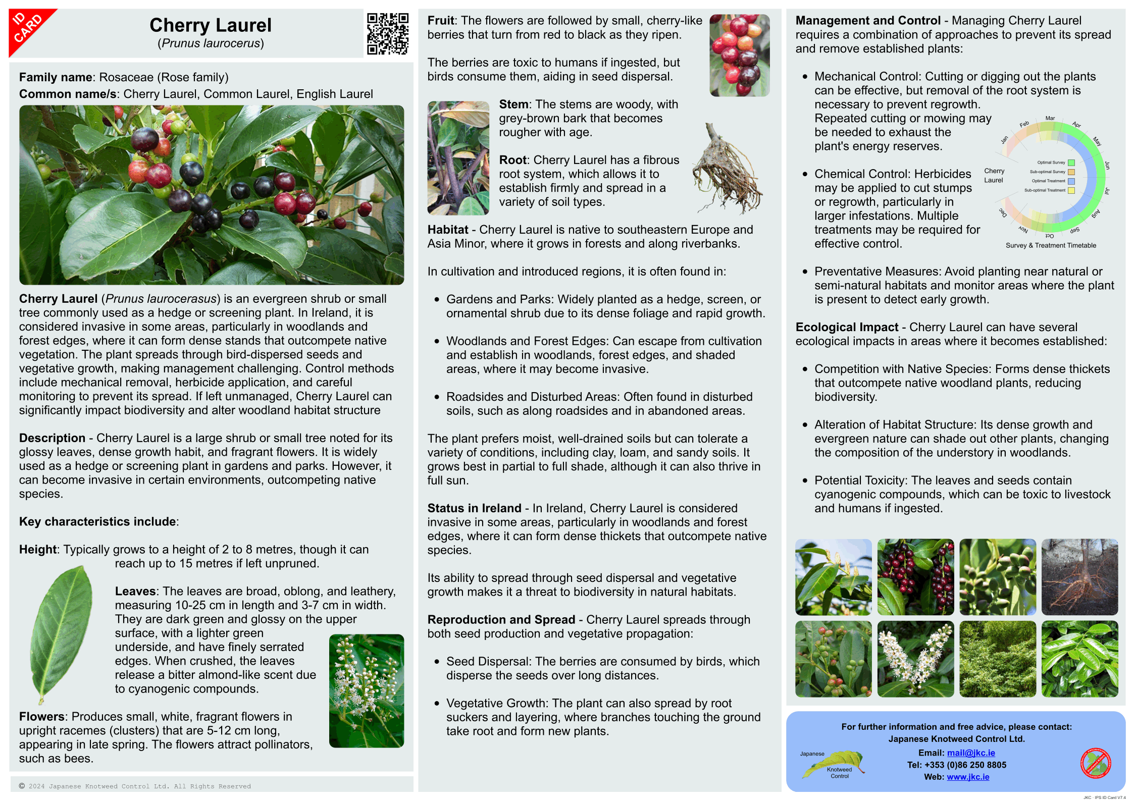 Cherry Laurel - Prunus laurocerus ID Card