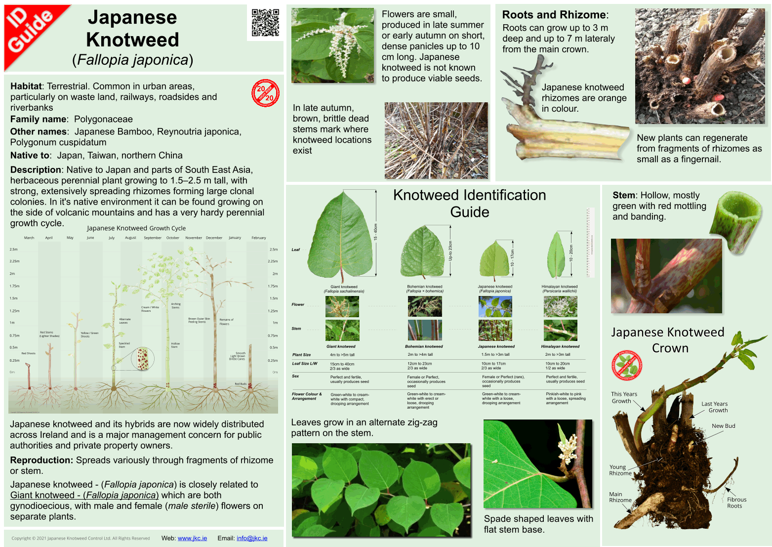 Japanese Knotweed - Fallopia japonica ID Guide