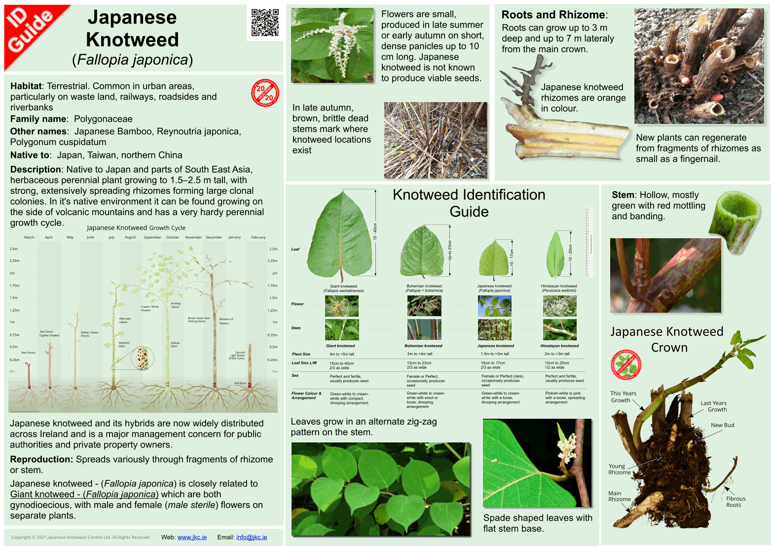 Japanese Knotweed - Fallopia japonica ID Guide