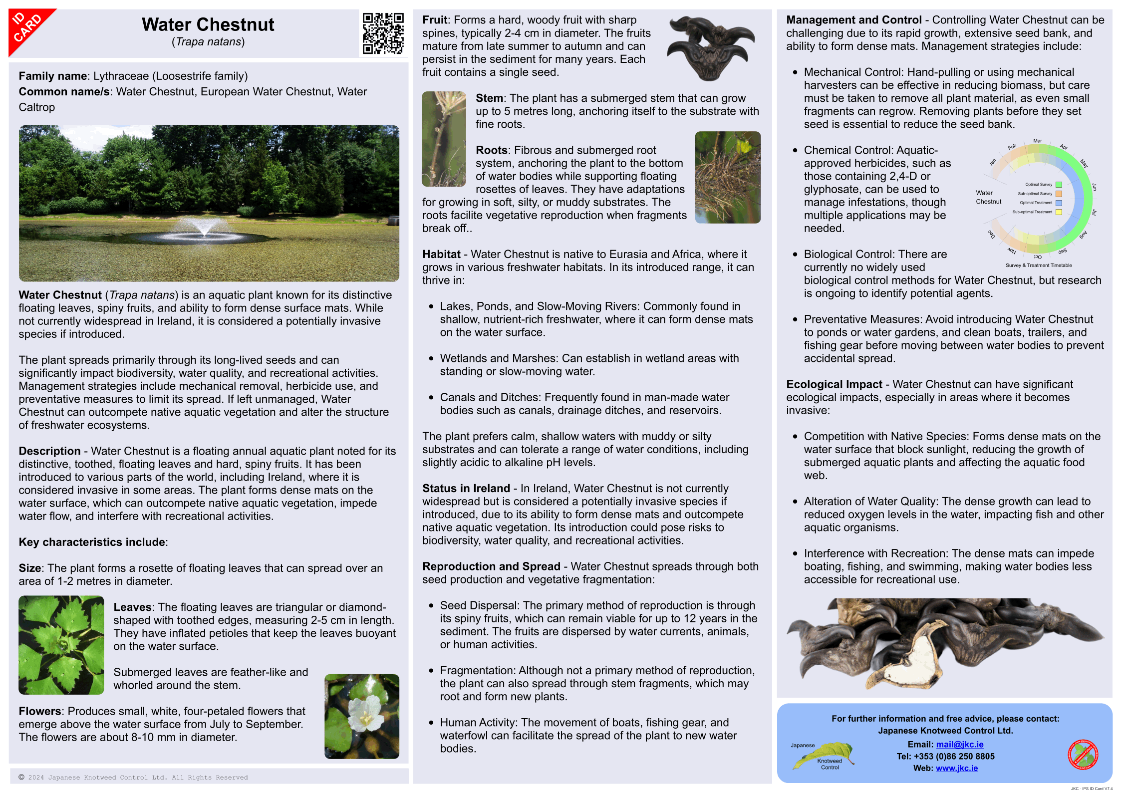 Water Chestnut - Trapa natans ID Card