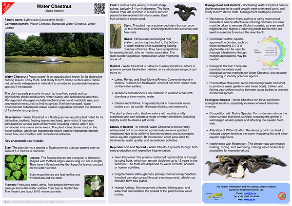 Water Chestnut - Trapa natans ID Card