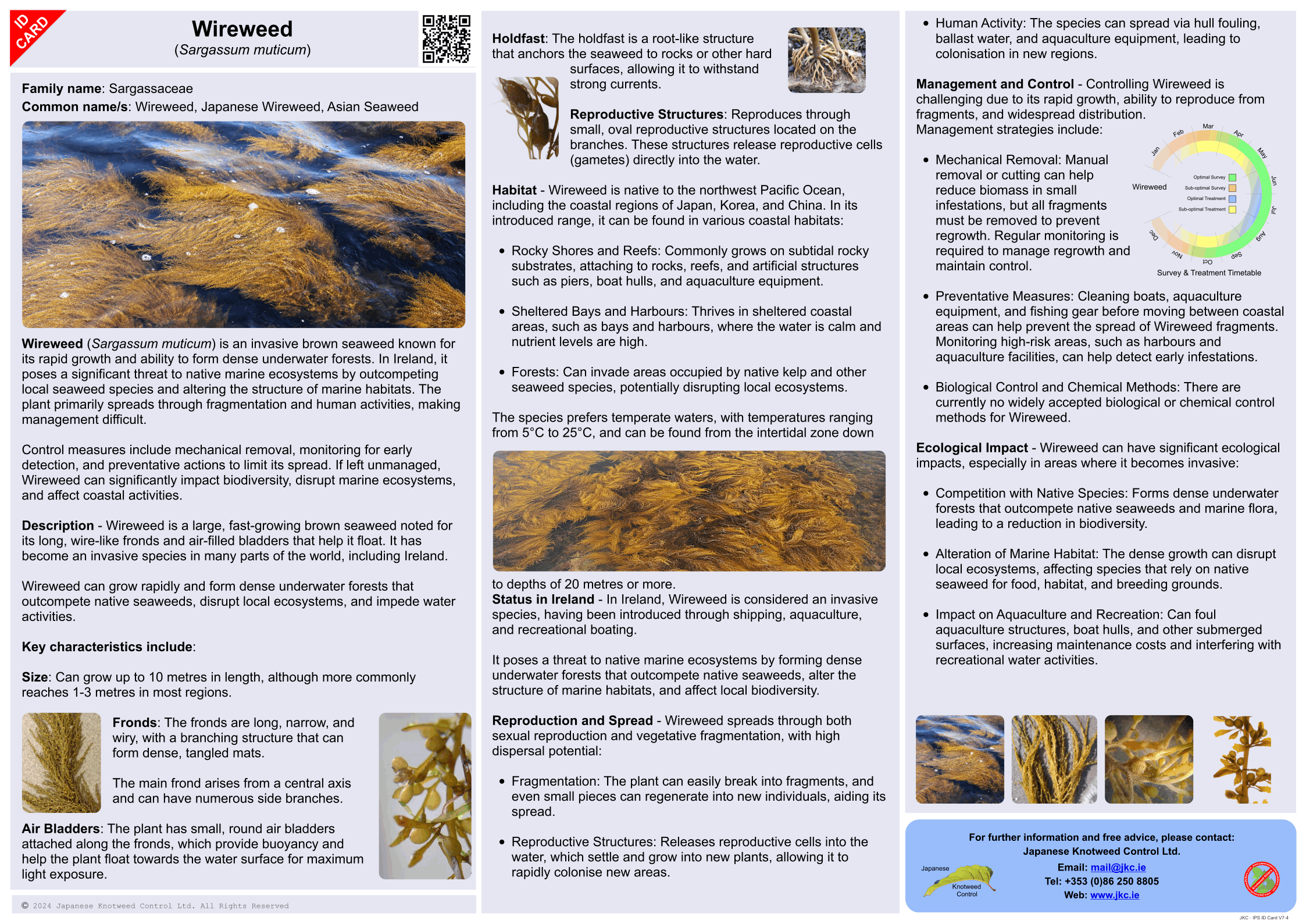 Wireweed - Sargassum muticum ID Card