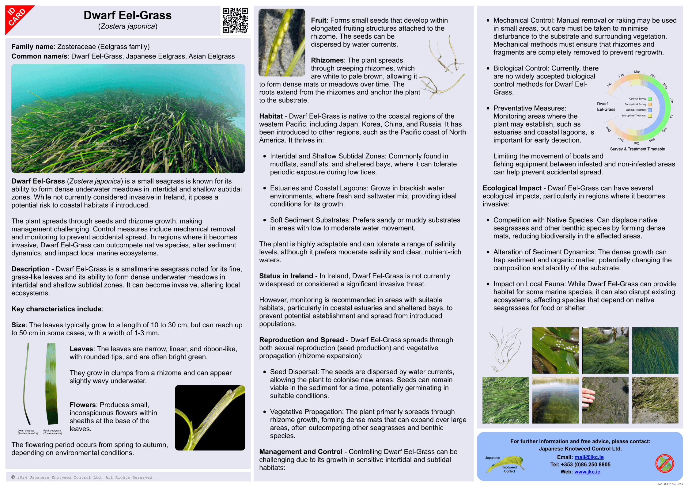 Dwarf Eel-Grass - Zostera japonica ID Card