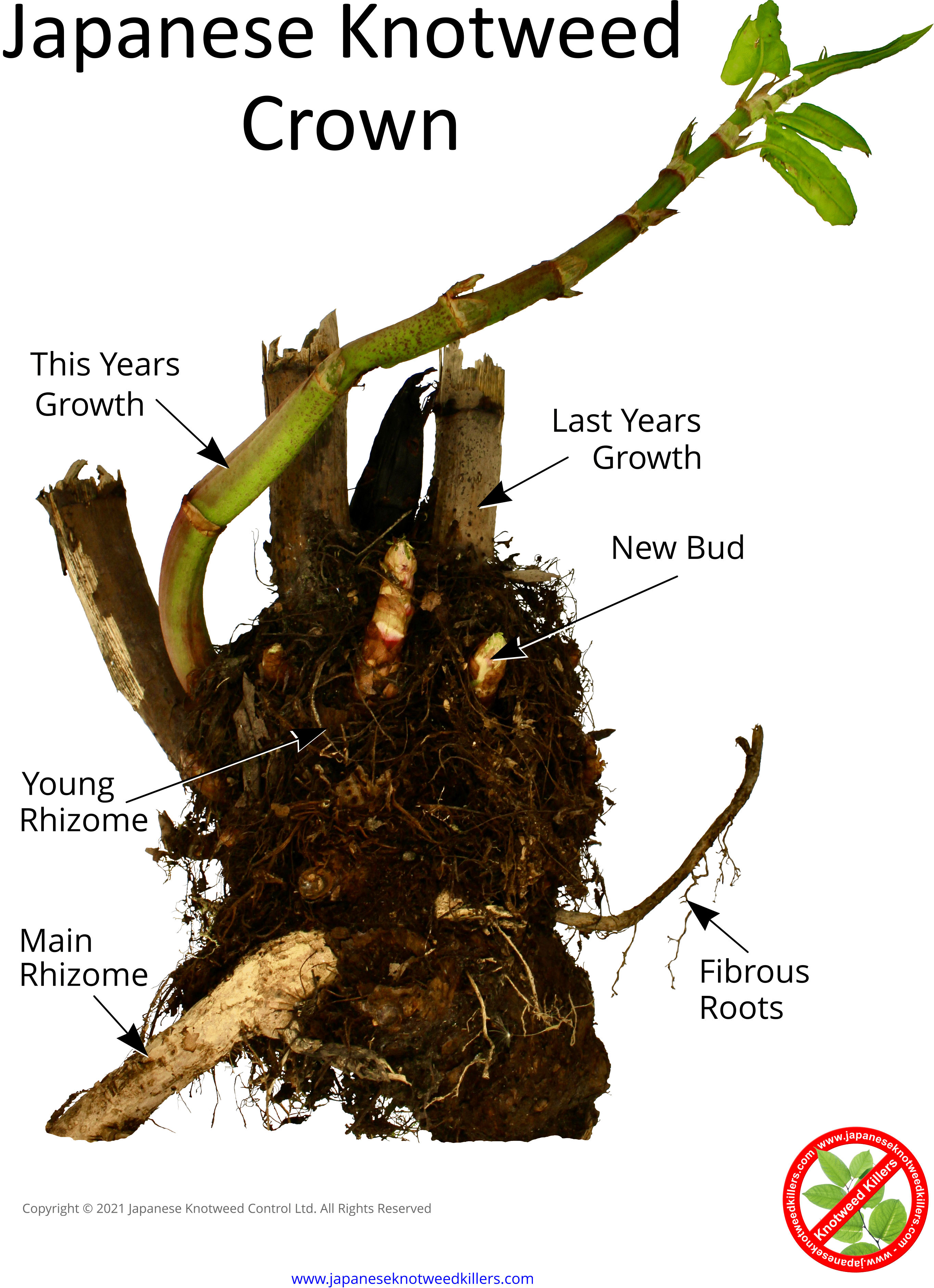 Japanese knotweed Roots & Rhizomes