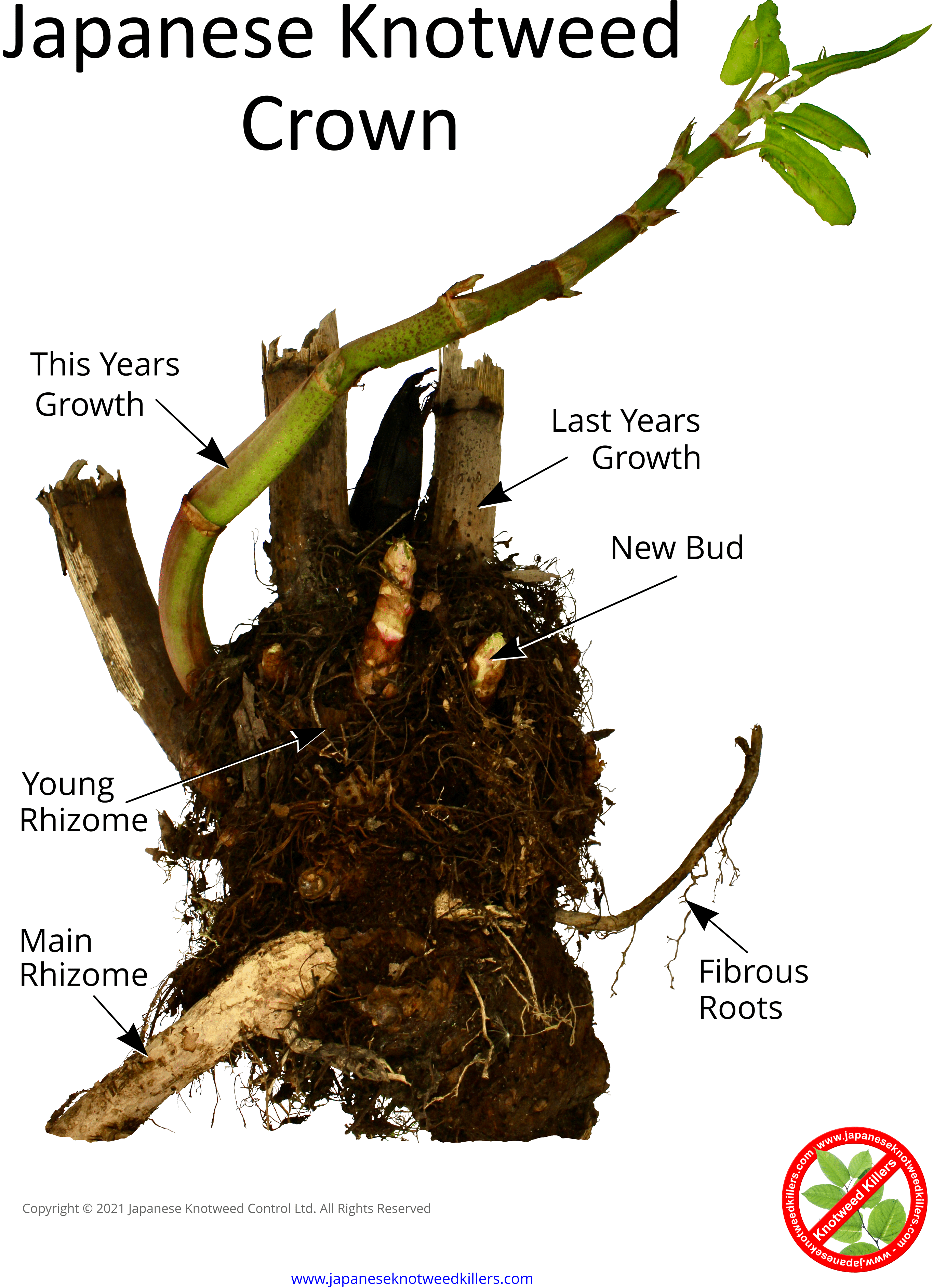 Japanese knotweed Roots & Rhizomes V3.gif