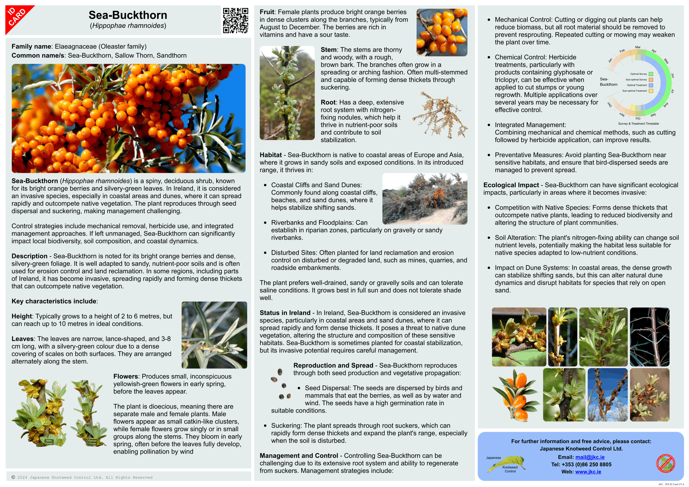 Sea-Buckthorn - Hippophae rhamnoides ID Card