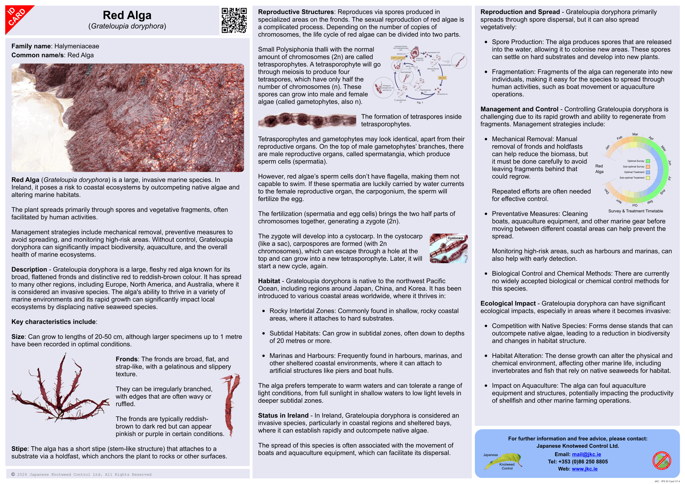 Red Alga - Grateloupia doryphora ID Card