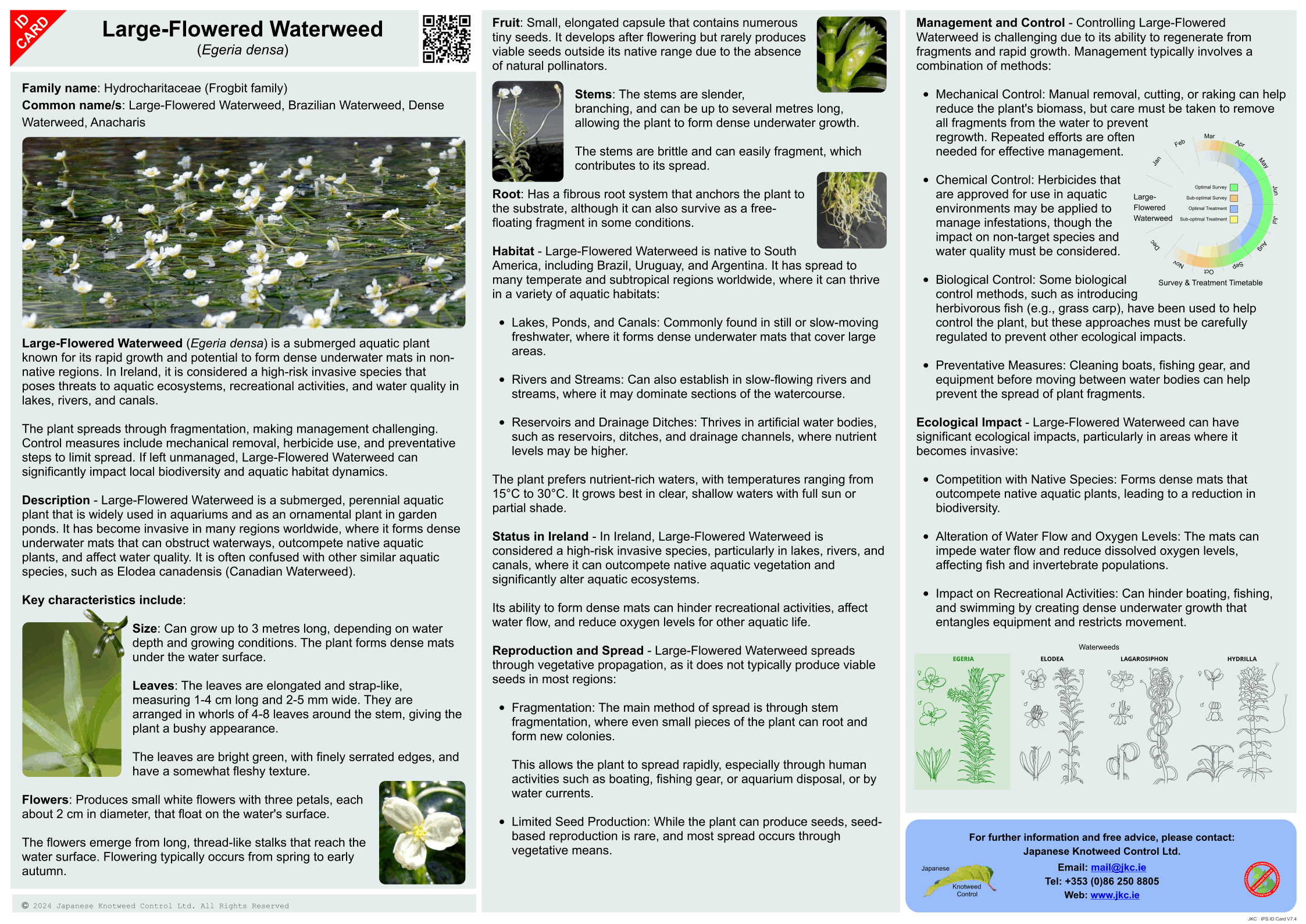 Large-Flowered Waterweed - Egeria densa ID Card