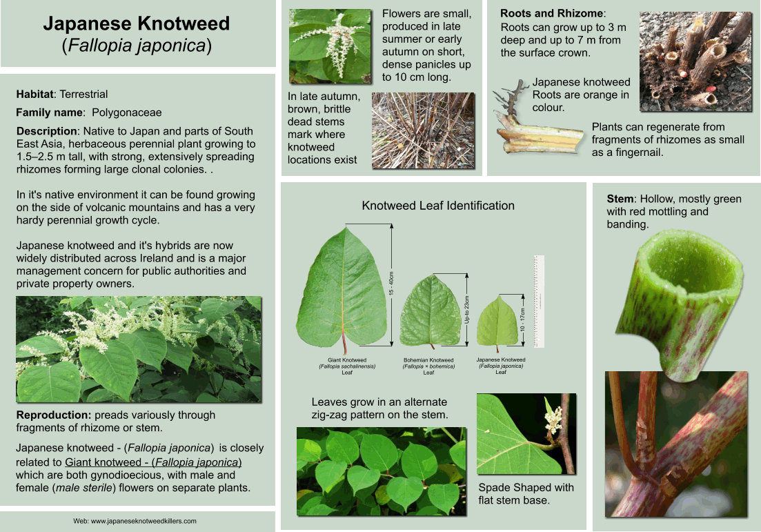 Japanese_Knotweed_-Â Fallopia_japonica_I