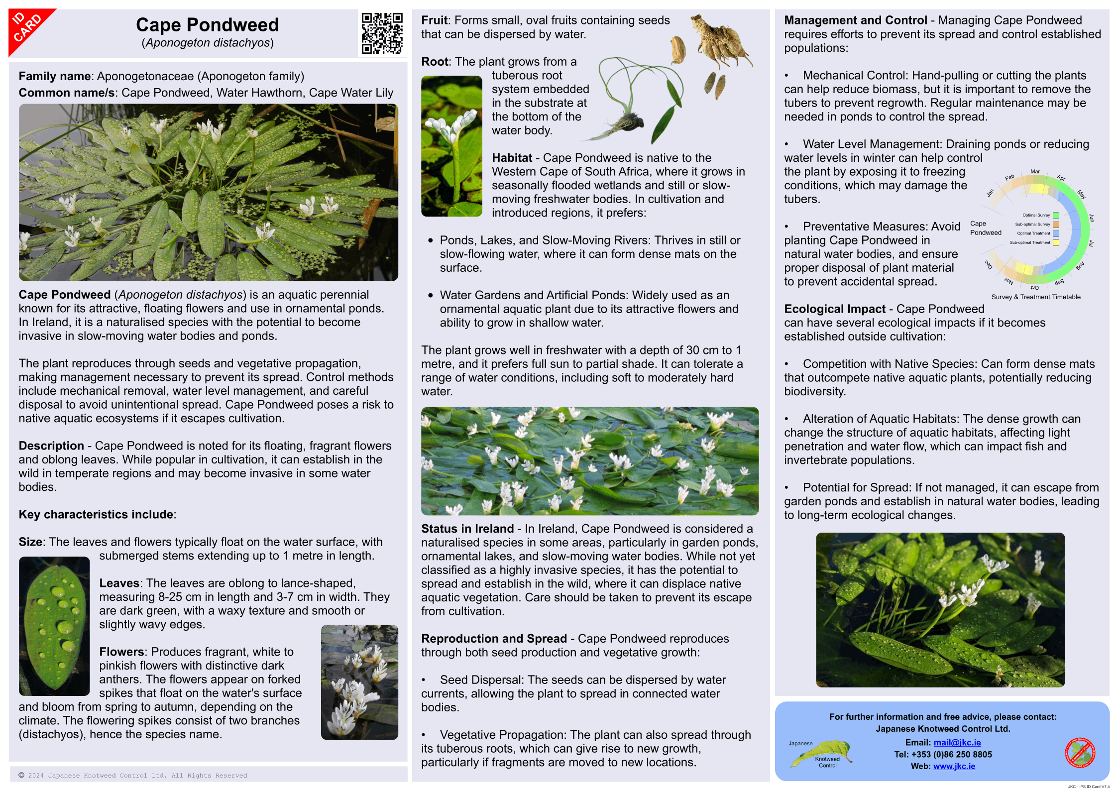 Cape pondweed - Aponogeton distachyos ID Card