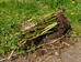 Japanese knotweed plants uprooted from the ground, showing extensive underground rhizomes and root systems laid on soil and gravel in an outdoor area.