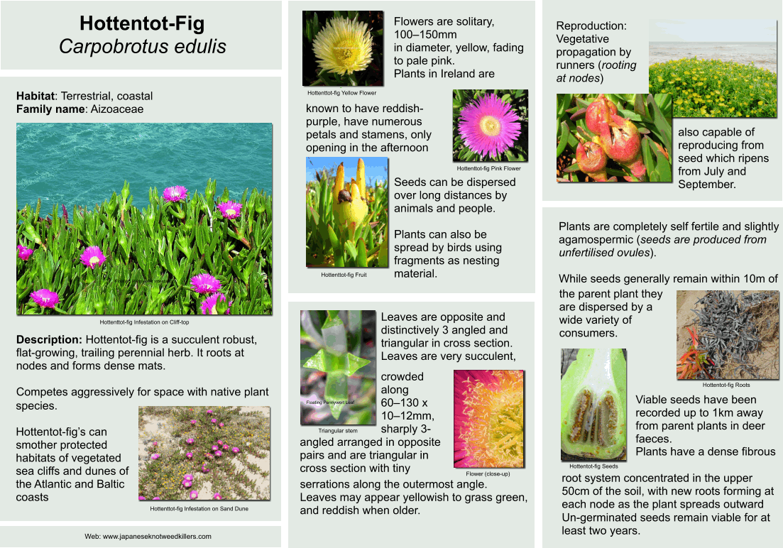 Hottentot-Fig - Carpobrotus edulis ID Gu