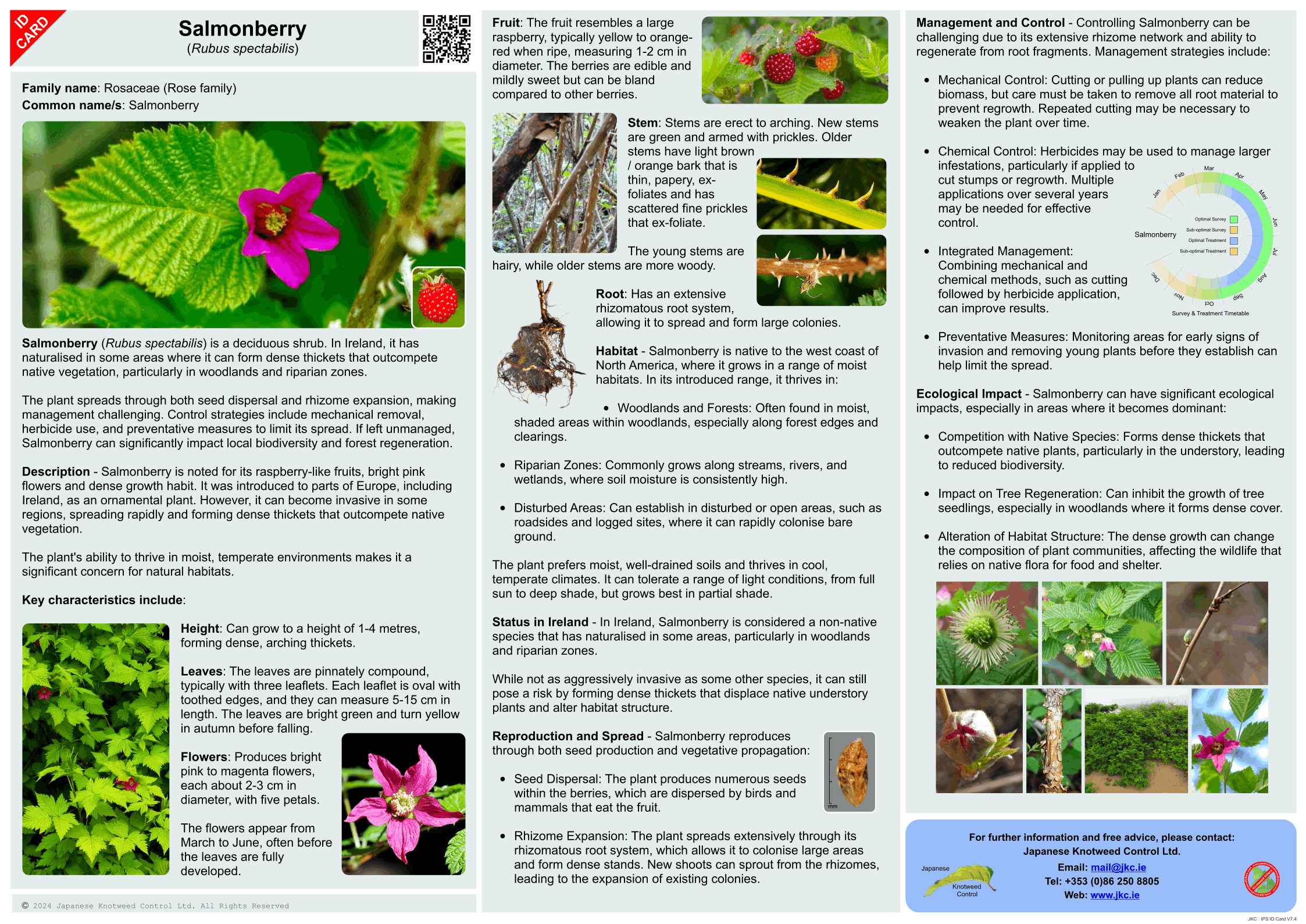 Salmonberry - Rubus spectabilis ID Card