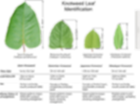 Knotweed Leaf Comparison (blk Txt).p