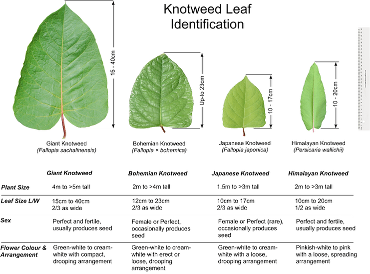 JKK Knotweed Leaf Comparison (blk Txt).p